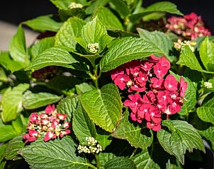 Kleurrijke bloemen in de tuin van Arcoz vakantiehuis, Ballum, Ameland.