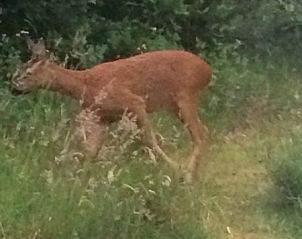Guest house 040179 - Bungalow Ameland - Alba Rose