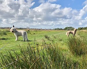 Hunde genieen die Natur im Ferienhaus in Buren Ameland.