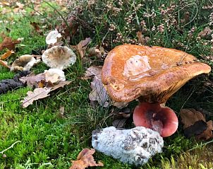 Herbstlandschaft mit Pilzen im Ferienhaus in Buren Ameland.