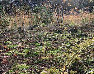 Moosige Natur in der Umgebung des Ferienhauses in Buren Ameland.