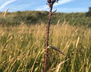 Wildblumen auf den Feldern in der Nhe von Holiday home in Buren Ameland.