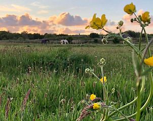 Blumenwiese mit Pferden in der Ferne bei Holiday home in Buren Ameland.