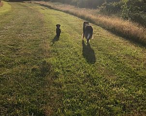 Hunde spielen im Gras bei Holiday home in Buren Ameland.