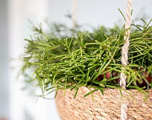 Hangplant in Hooivak appartement, Hollum Ameland voor natuurlijke sfeer.
