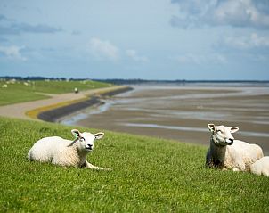 Schapen grazen in de groene weiden rond Breeze 1, Hollum, Ameland, met uitzicht op de Waddenzee.