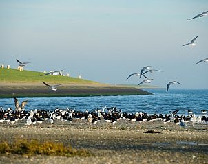 Vogels en zeezicht nabij Breeze 1, Hollum, Ameland, met levendige natuur en kustlandschap.