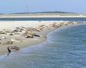 Zeehonden rustend op het strand nabij Zilverschoon, Hollum, Ameland, een unieke natuurervaring.