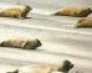 Unterkunft 0403232 - Ferienhaus Ameland - huisje WELTEVREE