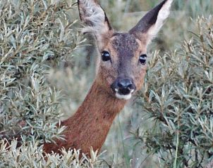 Unterkunft 0403232 - Ferienhaus Ameland - huisje WELTEVREE
