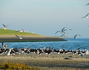 Rustige kustlijn bij Appartment Amelander Kaap, Hollum, Ameland met zeevogels en helder water.