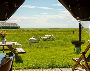 Guest house 040337 • Tent House Ameland • Vakantiehuisje in Hollum 