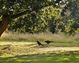 Verblijf 040409 - Vakantiewoning Ameland - Fairytale Cottage in Nes Friesland with garden and terrace