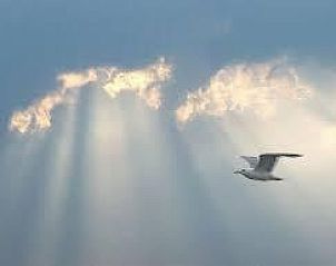 Unterkunft 040478 - Ferienhaus Ameland - Amalia