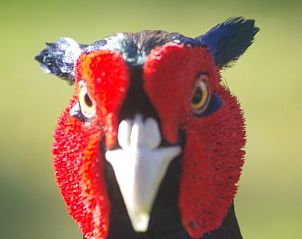 Unterkunft 050135 - Ferienhaus Schiermonnikoog - Louwtjesduin Oost