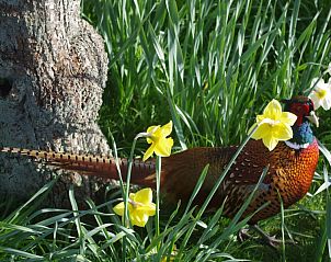 Prachtige natuur rondom Twa Blomkes vakantiehuis op Schiermonnikoog, met kleurrijke fazant en bloemen.