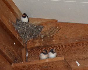 Vogelnestje in Hannekommen vakantiehuis, onderdeel van de natuurlijke charme op Schiermonnikoog, Waddeneilanden.