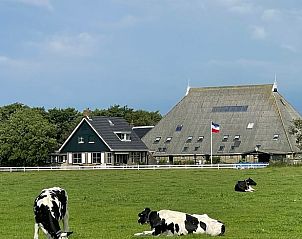 Lndliche Umgebung von Cottage in Schiermonnikoog, Ferienhaus in Schiermonnikoog mit grasenden Khen.