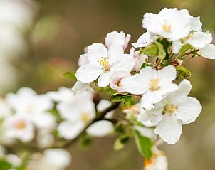 Verblijf 170104 - Vakantiewoning Midden Drenthe - De N8UIL met Finse barrelsauna