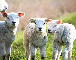 Verblijf 240122 - Bijzondere overnachtingen Het Friese platteland - Recreatiebedrijf de Blikvaart