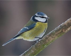 Verblijf 261021 - Bijzondere overnachtingen Friese bossen - sTeppershuset . nl