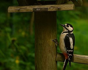 Verblijf 2618205 - Vakantiewoning Het Friese platteland - Huisje in Olterterp