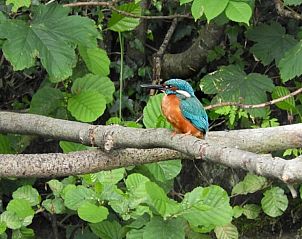 Verblijf 2618205 - Vakantiewoning Het Friese platteland - Huisje in Olterterp