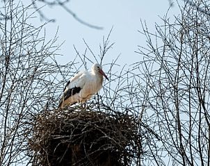 Verblijf 285601 - Vakantiewoning Rivierengebied - Huisje in Aerdt