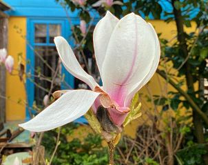 Verblijf 304524 - Bed and breakfast Noordzeekust - In de Aap - Appartementen & Guesthouse