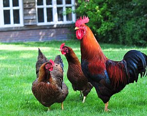 Verblijf 323009 - Bed and breakfast Veluwe - Het Zuyerbroeck