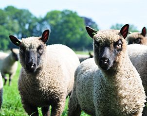 Verblijf 323009 - Bed and breakfast Veluwe - Het Zuyerbroeck