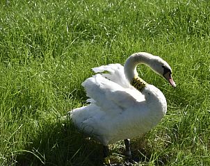 Verblijf 340205 - Vakantiewoning Noordwest Groningen - Vakantiehuis in Ezinge