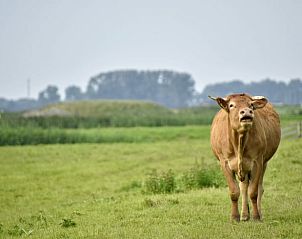 Verblijf 340205 - Vakantiewoning Noordwest Groningen - Vakantiehuis in Ezinge