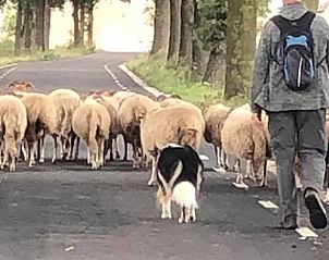 Unterkunft 384806 - Ferienhaus Noord Limburg - Huisje in Merselo