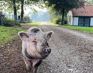 Unterkunft 384807 - Ferienhaus Noord Limburg - Vakantiehuis in Merselo