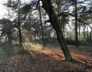 Unterkunft 384808 - Ferienhaus Noord Limburg - L224
