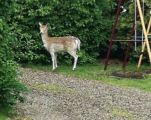 Verblijf 391801 - Bungalow Zuid Limburg - Bungalowpark Remar