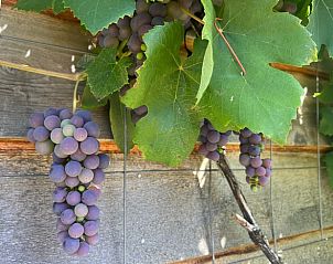 Verblijf 392204 - Vakantiewoning Zuid Limburg - Huisje in Banholt