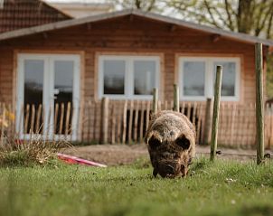 Unterkunft 400804 - Ferienhaus De Peel - Vakantiehuisje in Stevensbeek