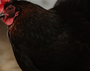 Unterkunft 400804 - Ferienhaus De Peel - Vakantiehuisje in Stevensbeek