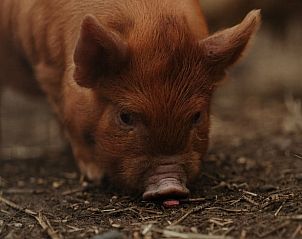 Unterkunft 400804 - Ferienhaus De Peel - Vakantiehuisje in Stevensbeek