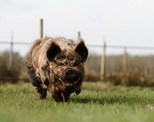 Unterkunft 400804 - Ferienhaus De Peel - Vakantiehuisje in Stevensbeek