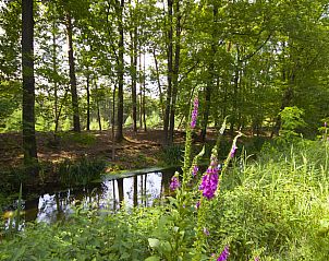 Unterkunft 402501 - Ferienhaus De Peel - Vakantiehuisje in De Rips