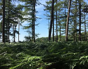 Unterkunft 402501 - Ferienhaus De Peel - Vakantiehuisje in De Rips