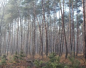 Unterkunft 402502 - Ferienhaus De Peel - Huisje in De Rips