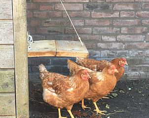 Unterkunft 402502 - Ferienhaus De Peel - Huisje in De Rips