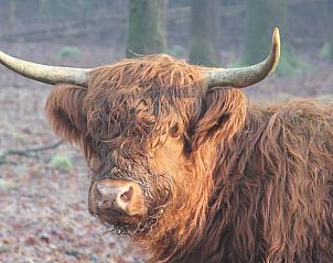 Unterkunft 402502 - Ferienhaus De Peel - Huisje in De Rips