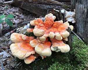 Unterkunft 402502 - Ferienhaus De Peel - Huisje in De Rips