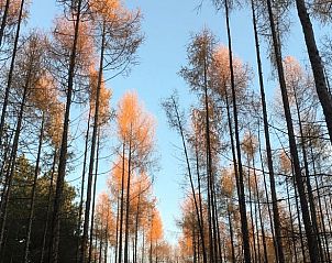 Unterkunft 402503 - Ferienhaus De Peel - Vakantiehuisje in De Rips