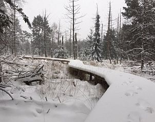 Unterkunft 402503 - Ferienhaus De Peel - Vakantiehuisje in De Rips